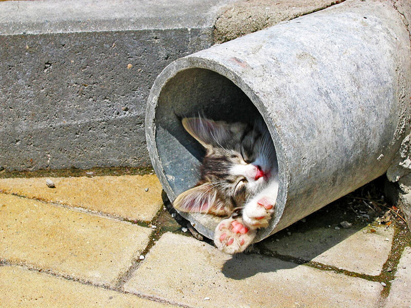 Kitten Sleeping in Pipe