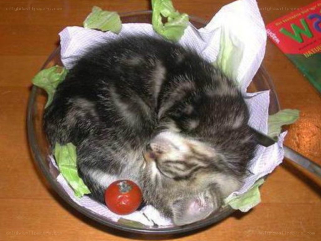 Kitten sleeping in salad bowl
