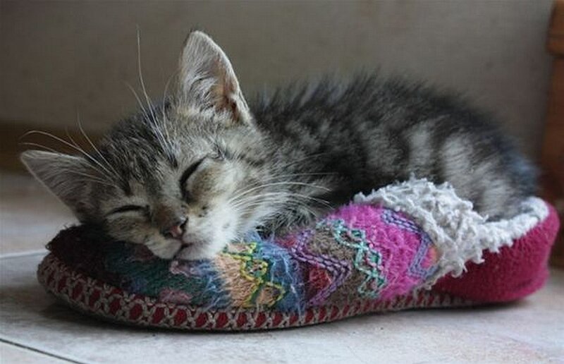 kitten sleeping in slipper