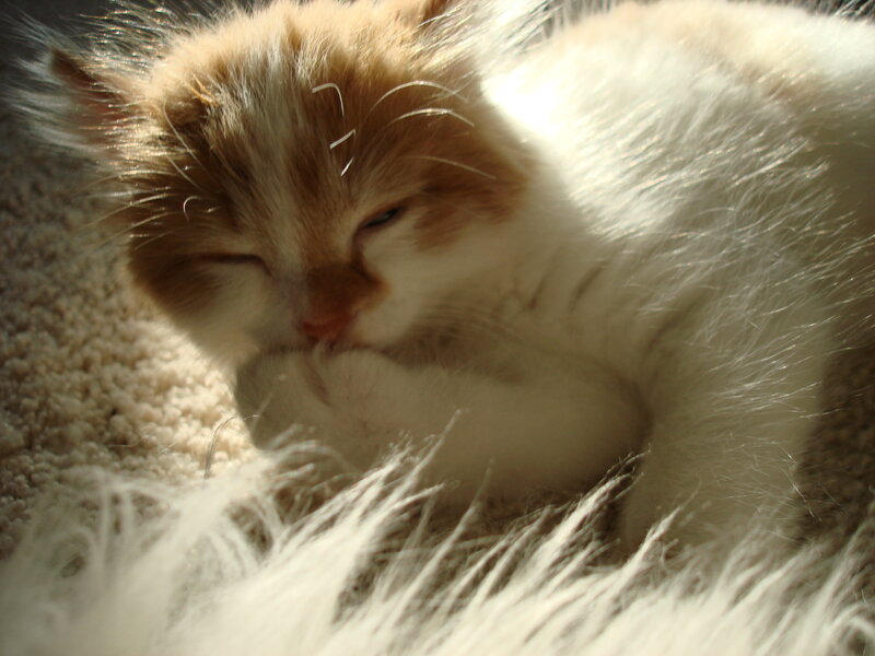 kitten sleeping in sunlight