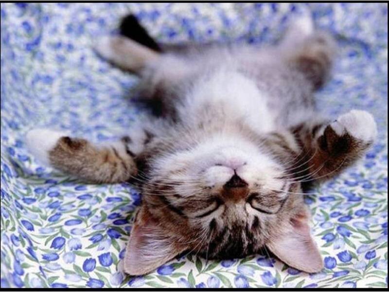 Kitten Sleeping on Back — Blue