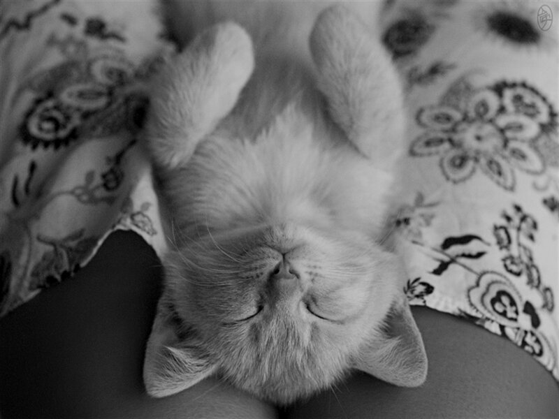 Kitten Sleeping on Back