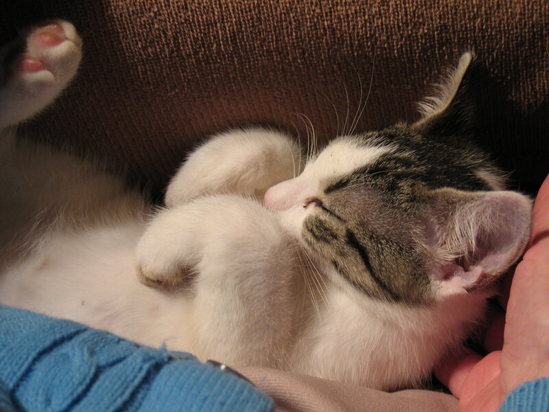 Kitten Sleeping on Back — White