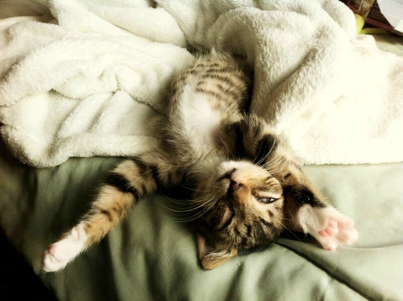 kitten sleeping on blanket