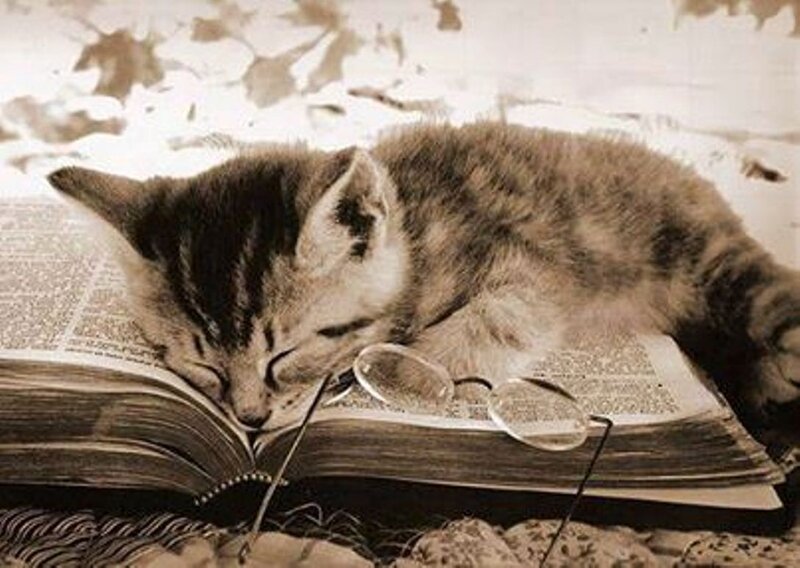 Kitten Sleeping on Book — Brown
