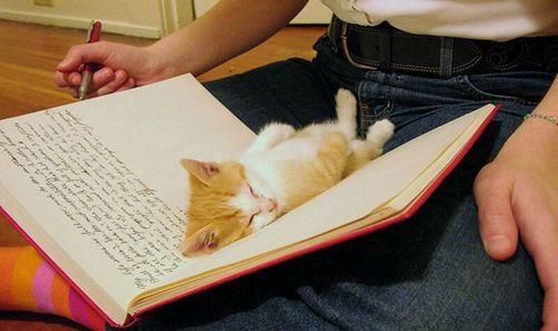 Kitten Sleeping on Book — Orange