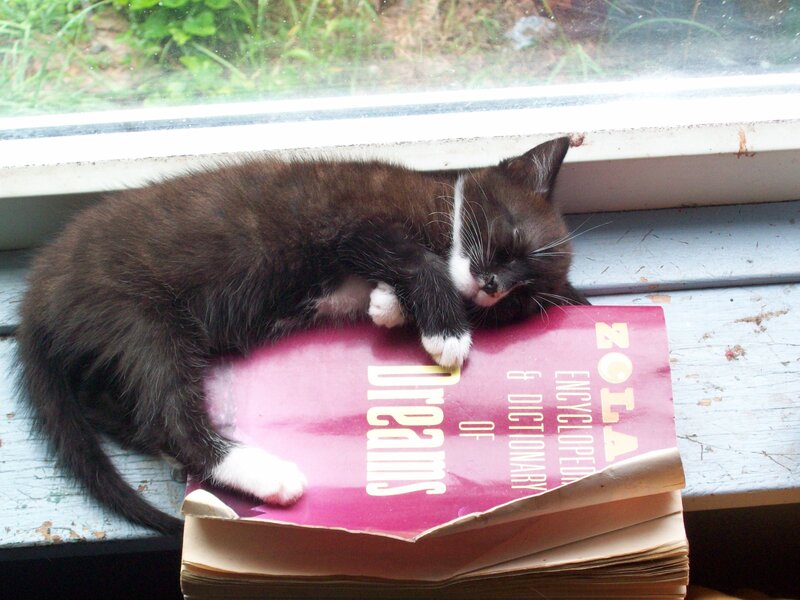 kitten sleeping on book