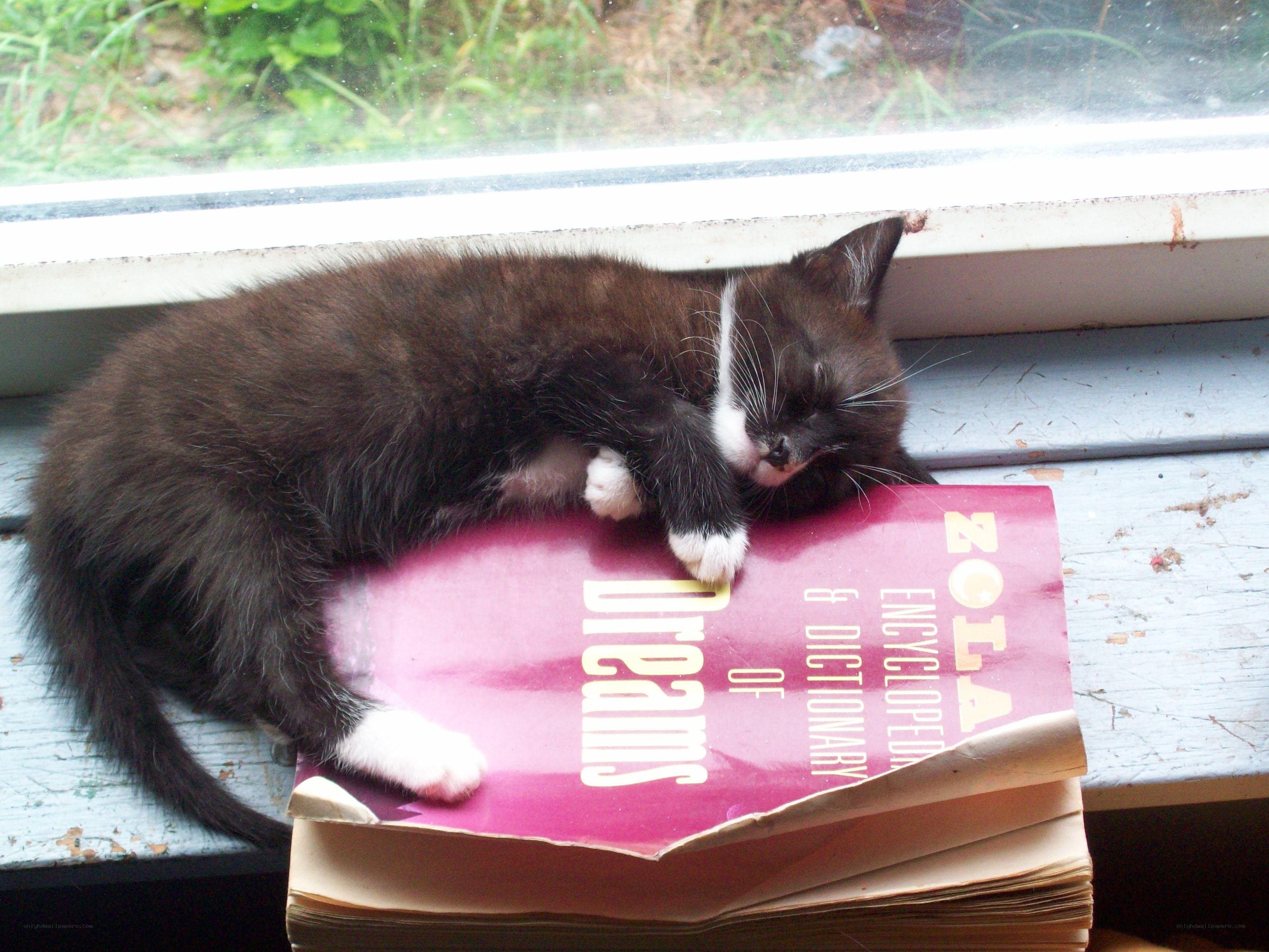 kitten sleeping on book