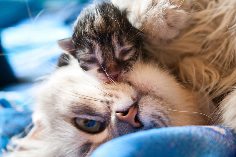 Kitten Sleeping on Cat