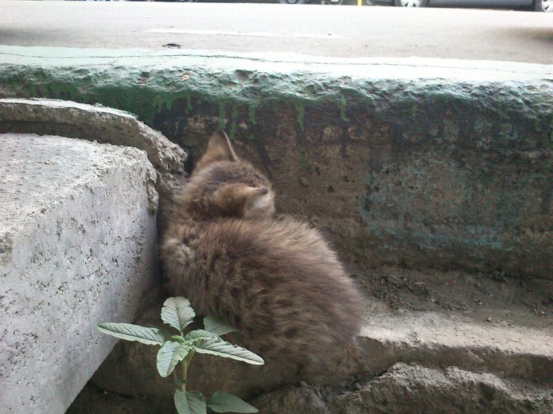 kitten sleeping on concrete
