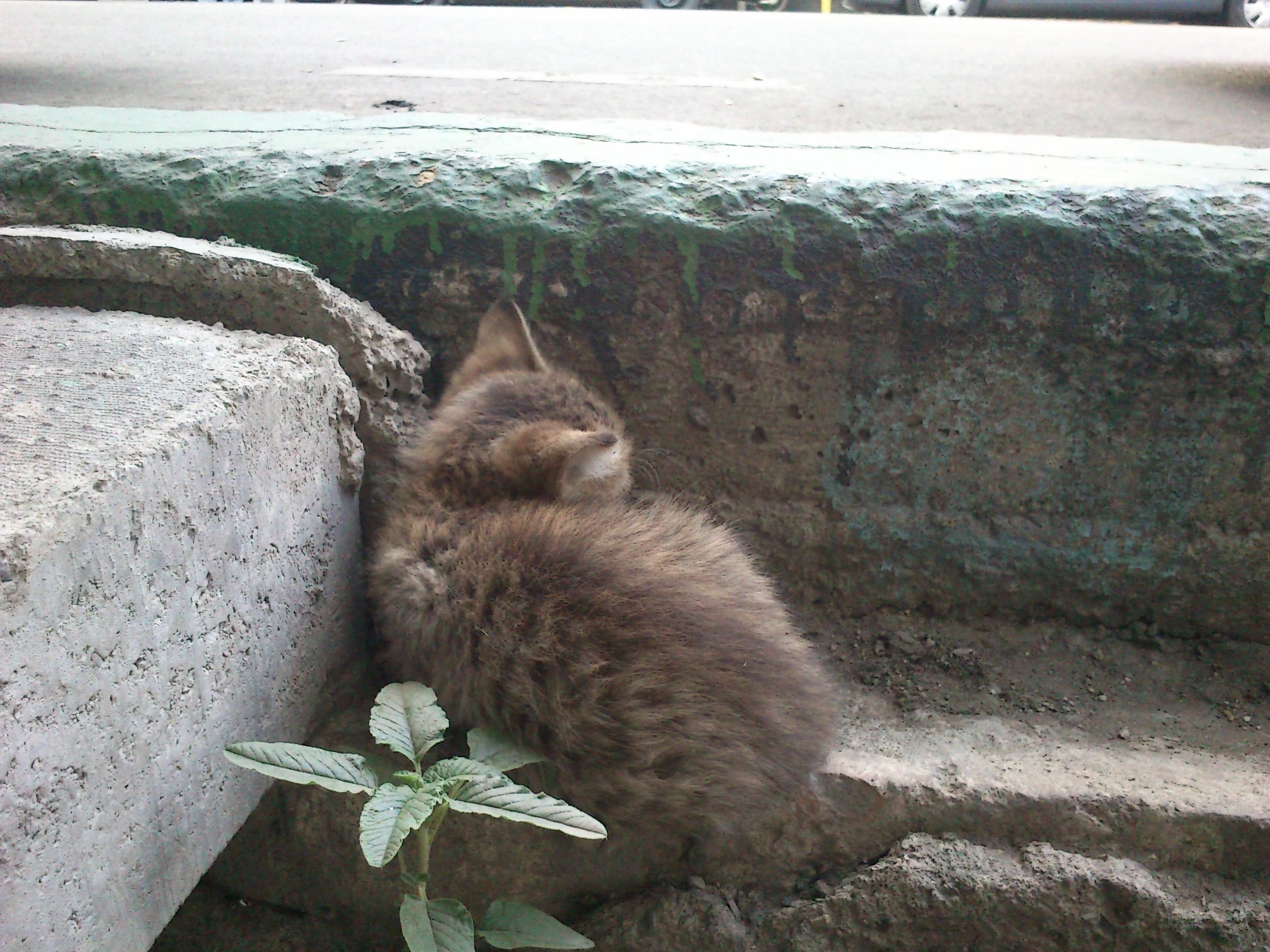 kitten sleeping on concrete