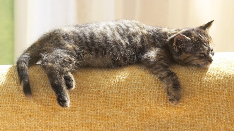 kitten sleeping on couch