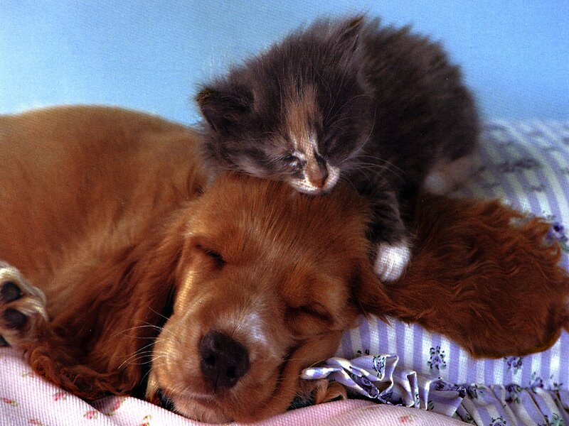 Kitten sleeping on dog