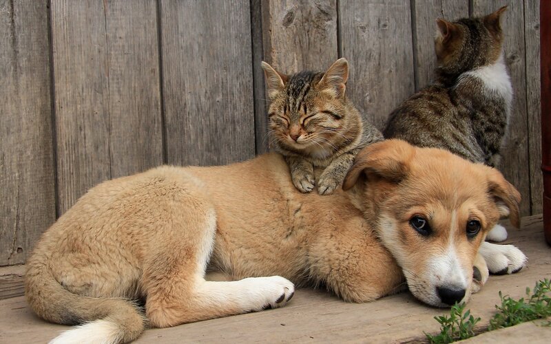 Kitten Sleeping on Dog — Brown, Calm
