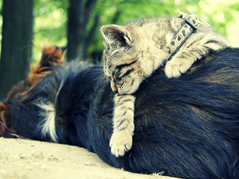 Kitten Sleeping on Dog — Brown, Peaceful