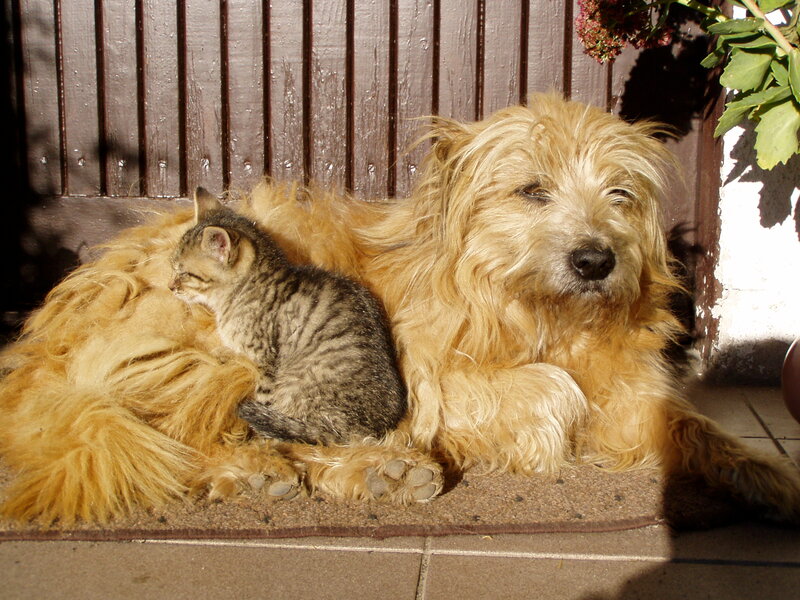 Kitten Sleeping on Dog — Brown
