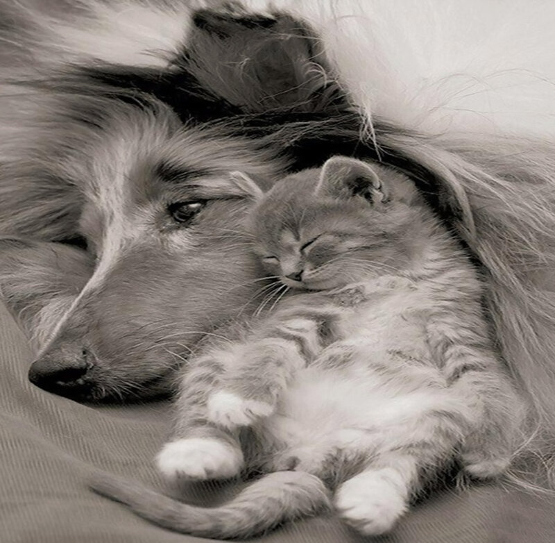 Kitten Sleeping on Dog — Gray