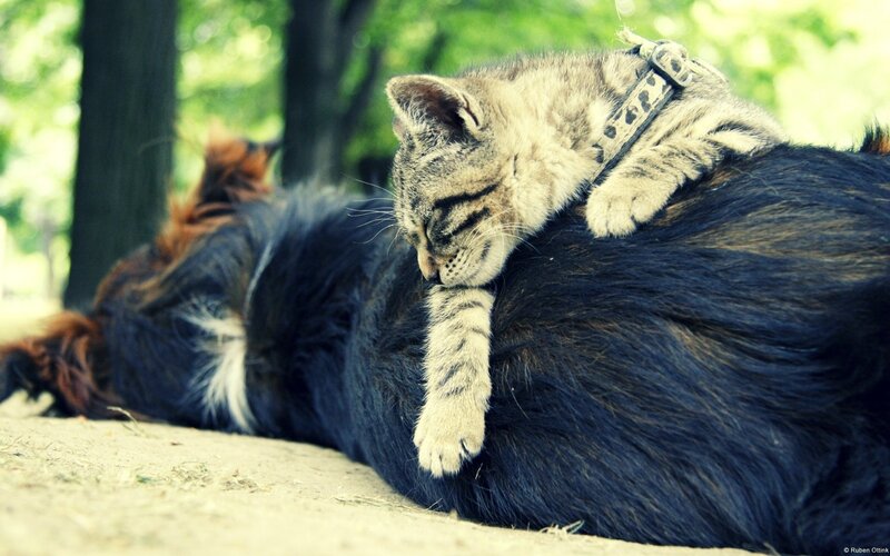 kitten sleeping on dog