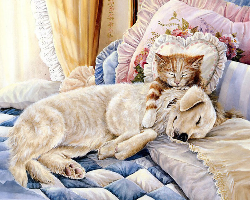 Kitten Sleeping on Dog — White