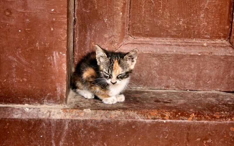 kitten sleeping on doorstep