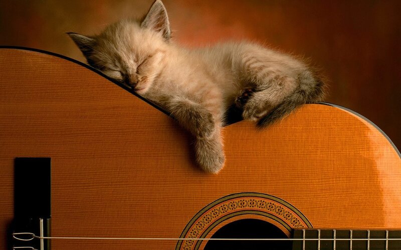 kitten sleeping on guitar