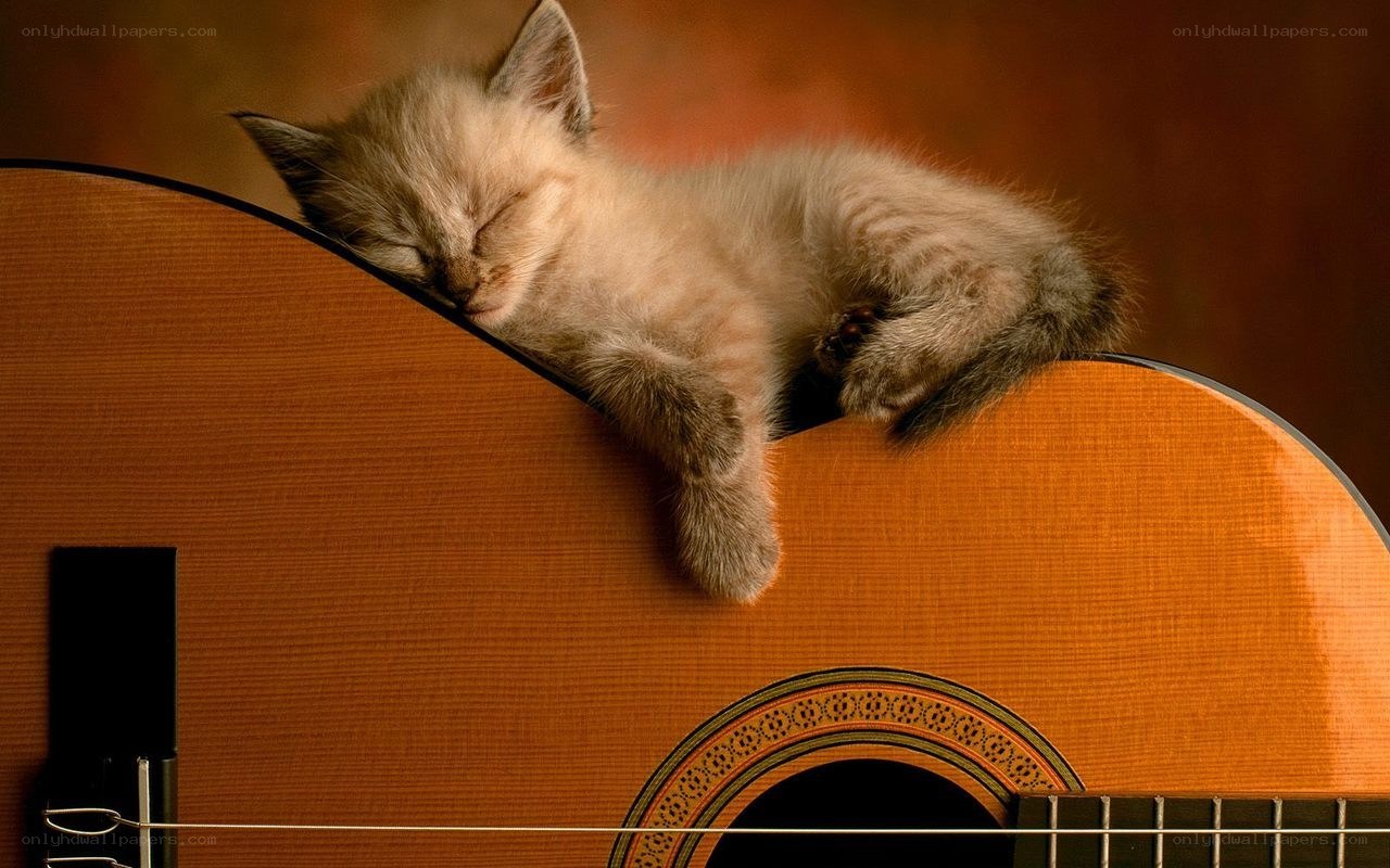 kitten sleeping on guitar