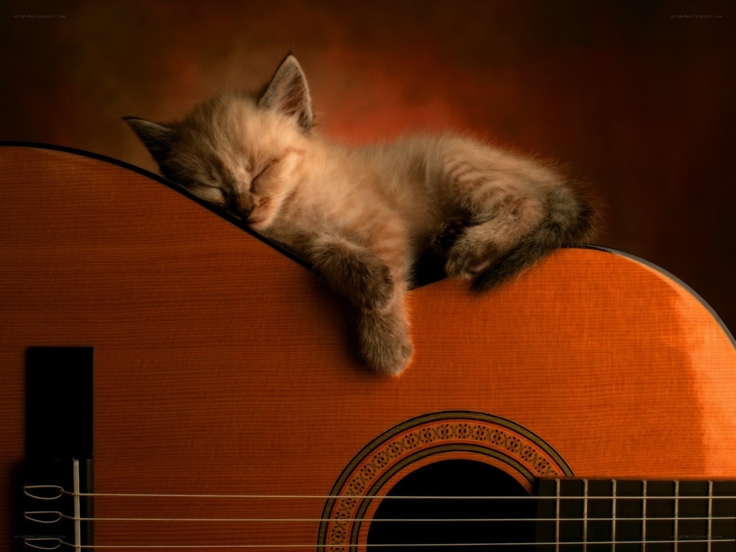 kitten sleeping on guitar