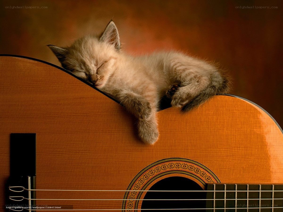 kitten sleeping on guitar
