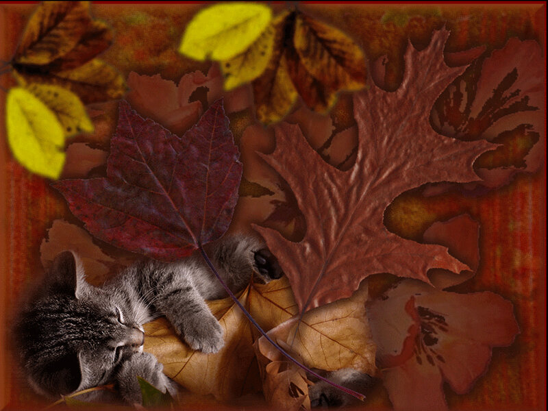 Kitten Sleeping on Leaves — Brown