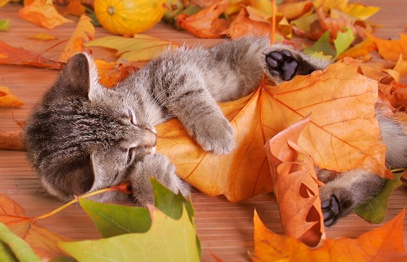 Kitten Sleeping on Leaves — Orange, Peaceful