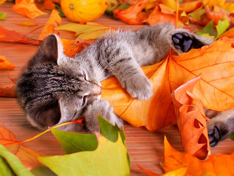 Kitten Sleeping on Leaves — Orange