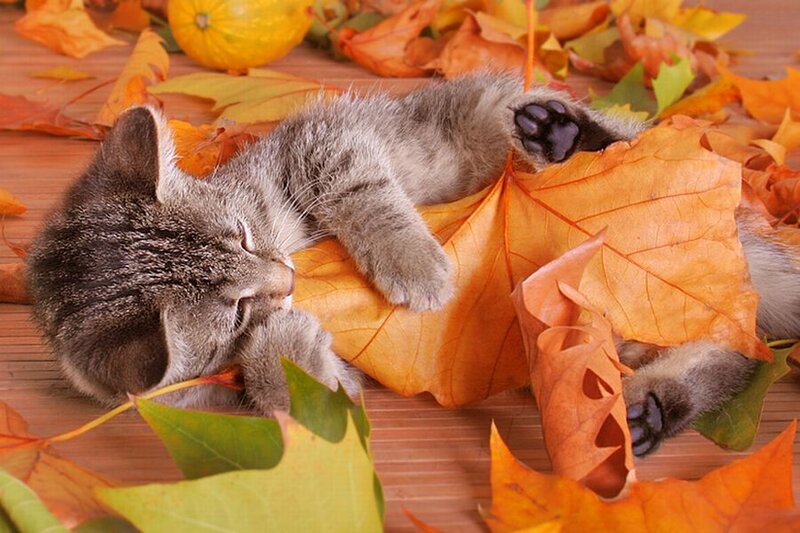 Kitten Sleeping on Leaves