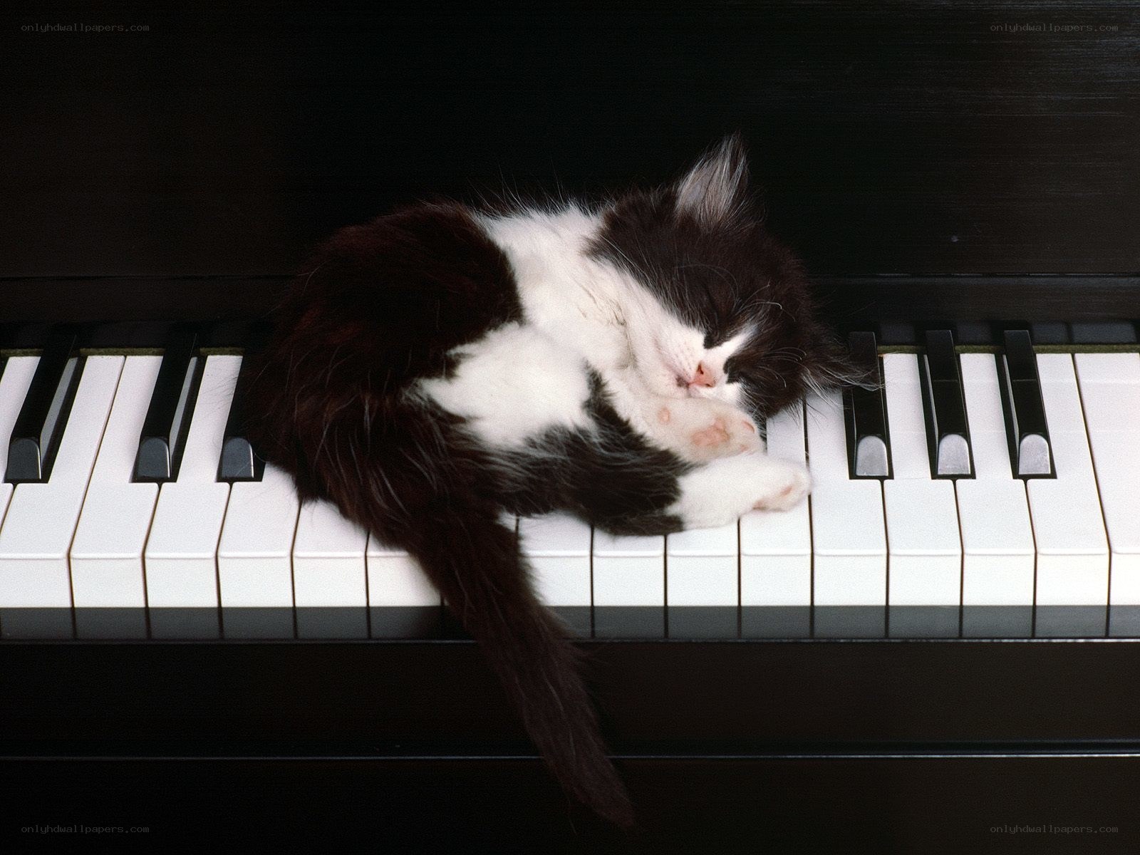 Kitten sleeping on piano keys
