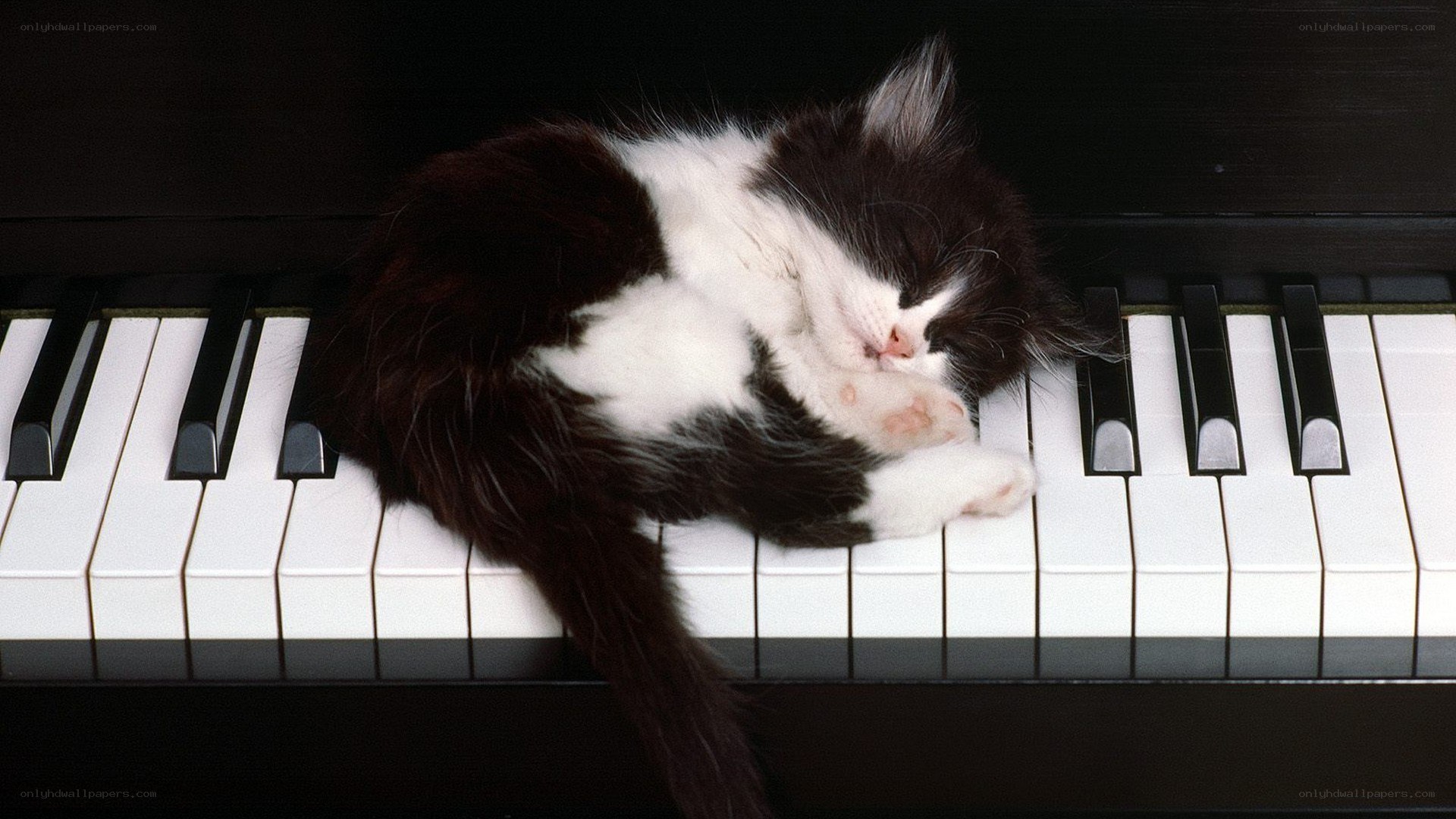 Kitten sleeping on piano keys