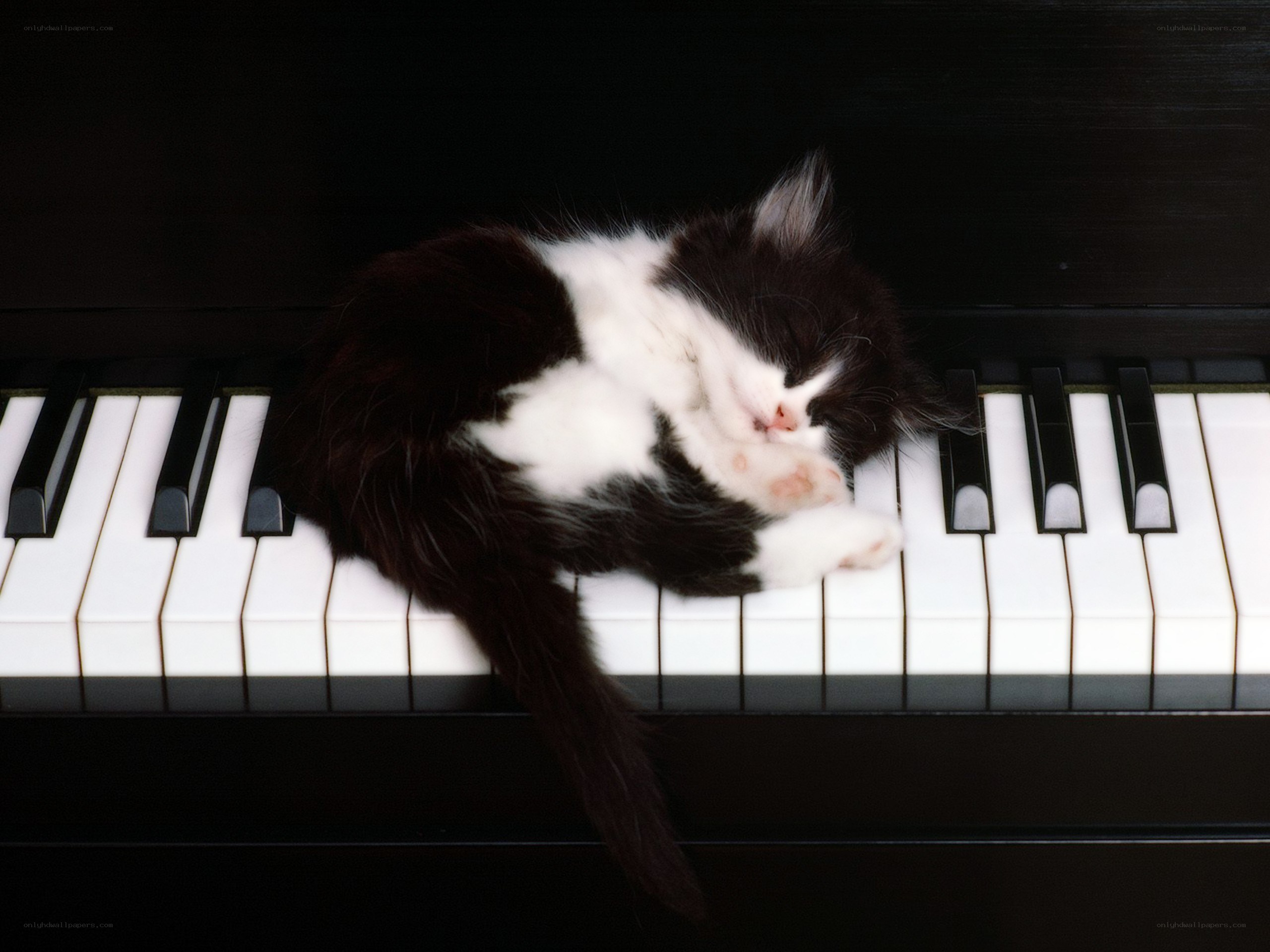 Kitten sleeping on piano keys
