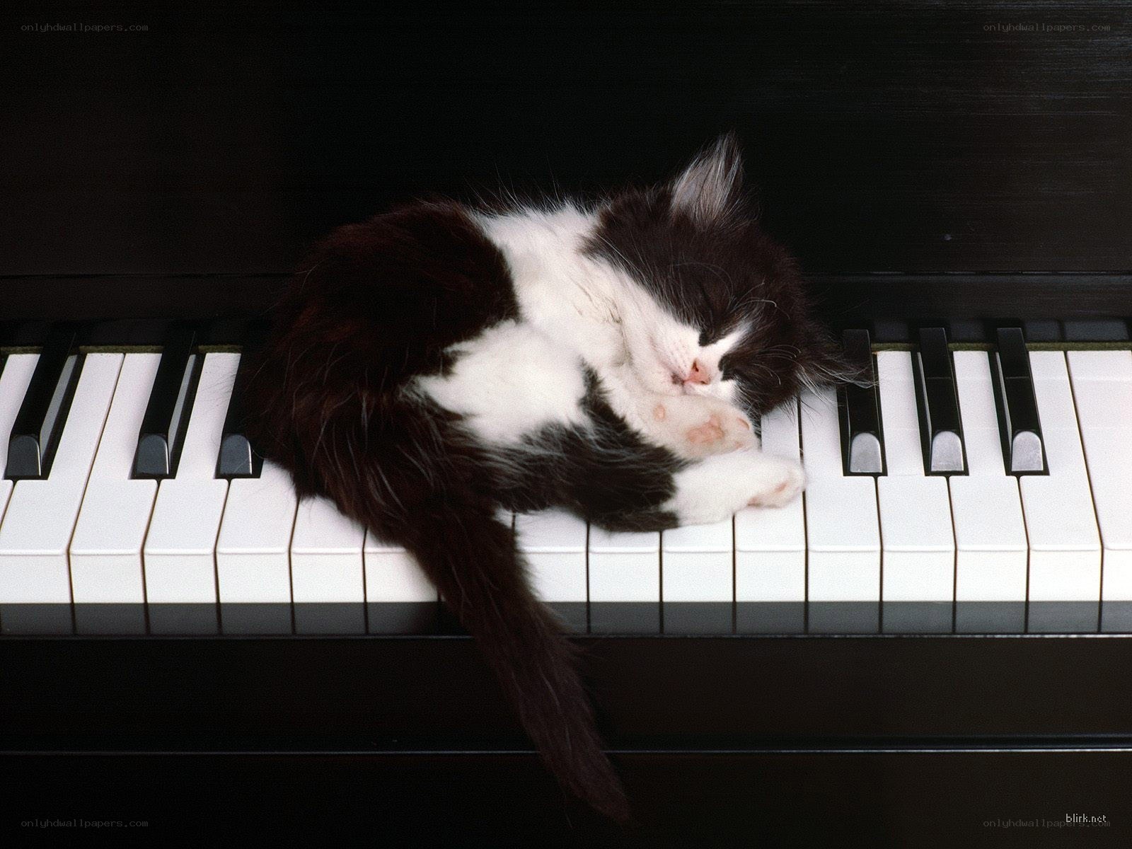 kitten sleeping on piano keys