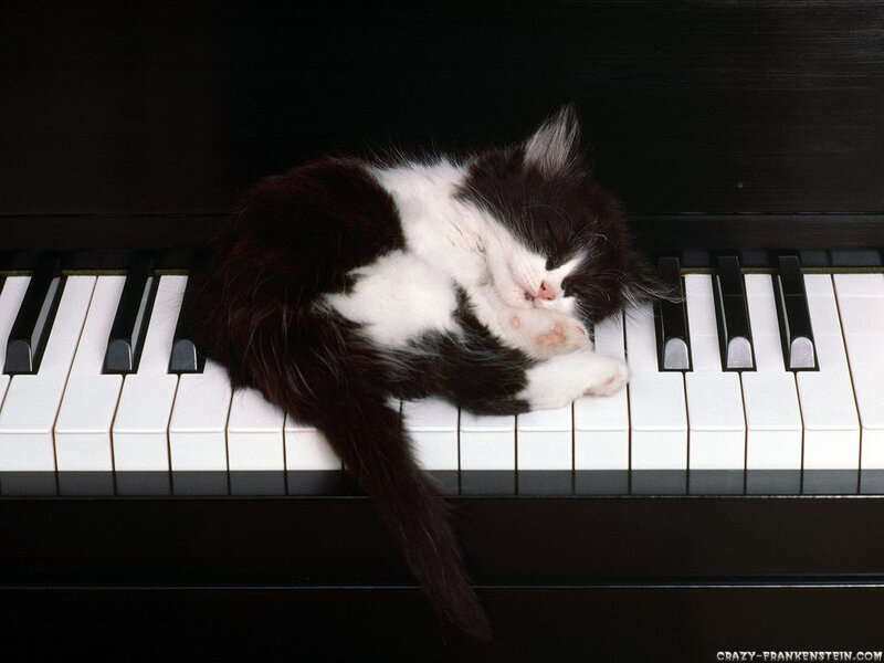Kitten sleeping on piano keys