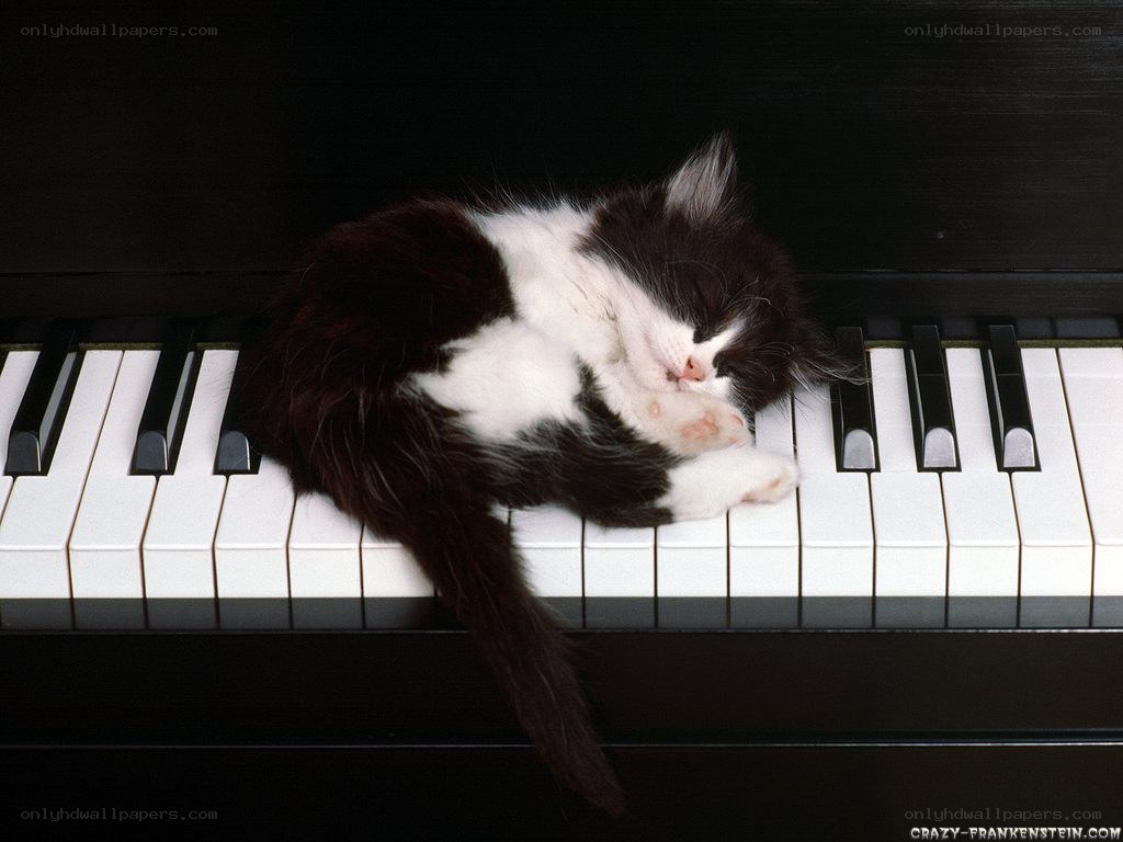 Kitten sleeping on piano keys