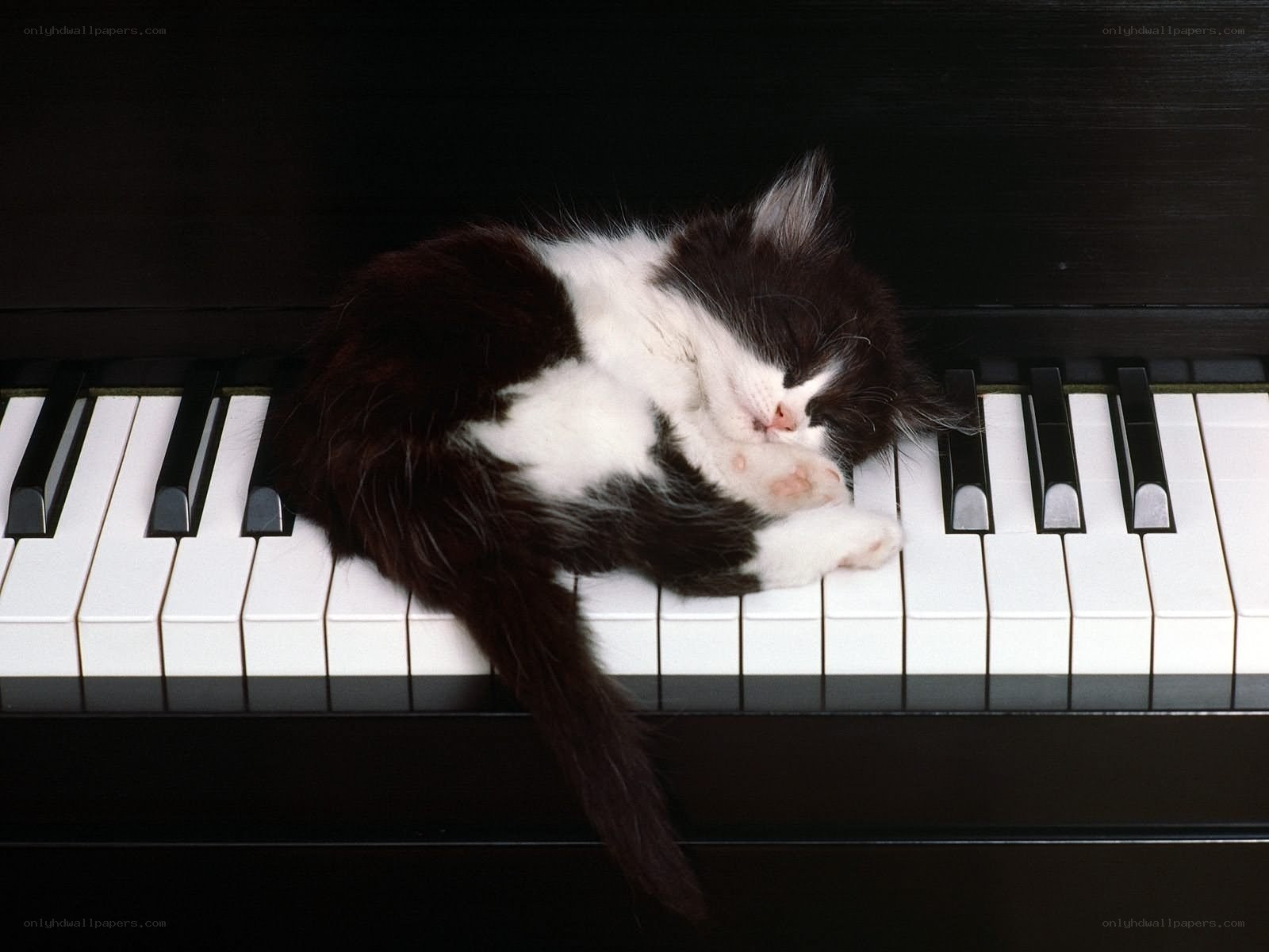 Kitten sleeping on piano keys