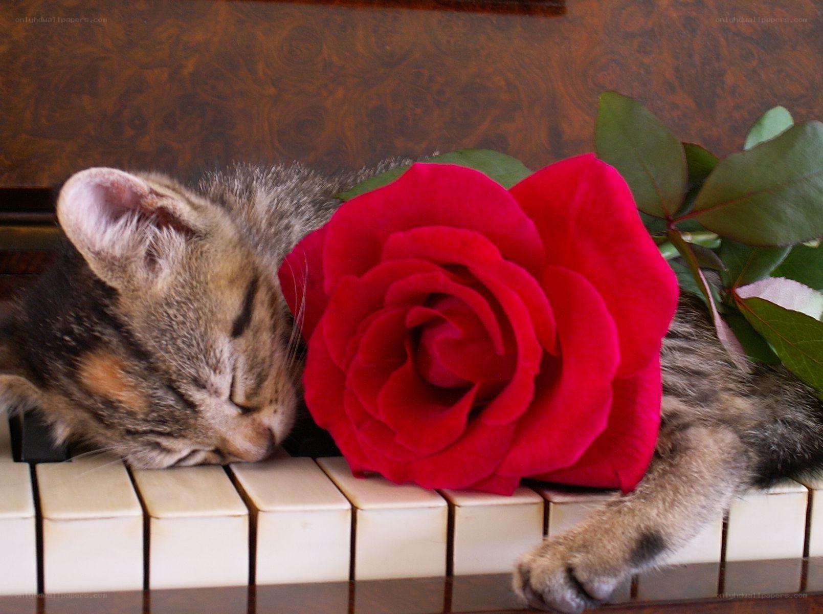 Kitten sleeping on piano with rose