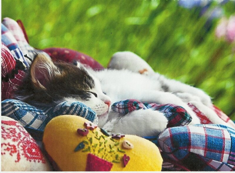 Kitten Sleeping on Pillows