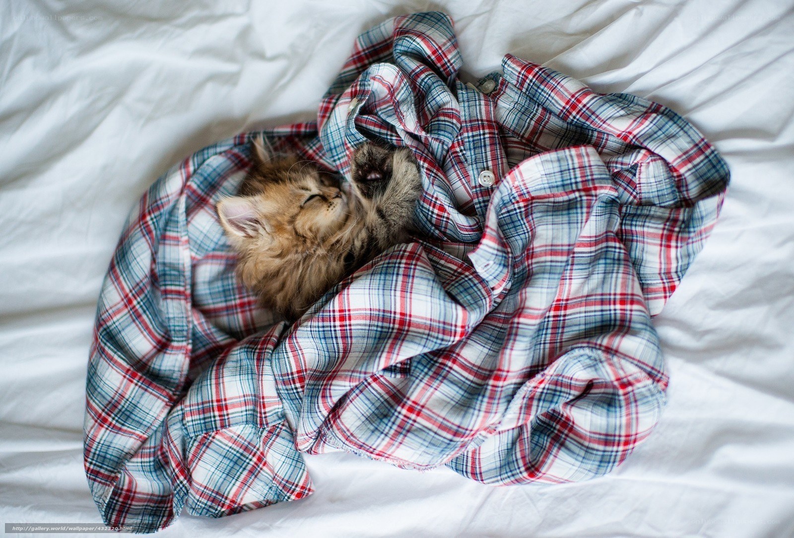 kitten sleeping on plaid shirt