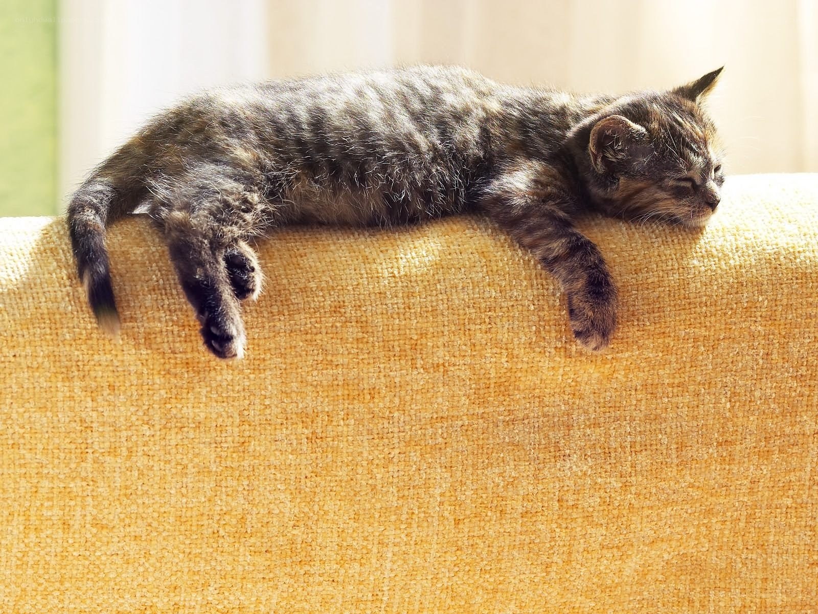 kitten sleeping on sofa