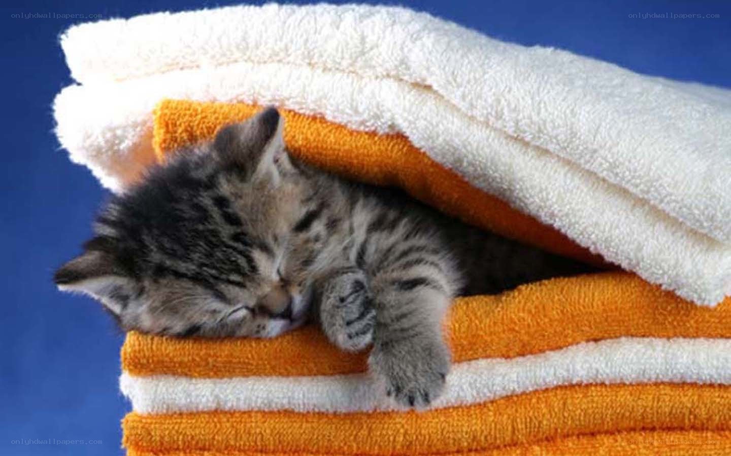 kitten sleeping on towels