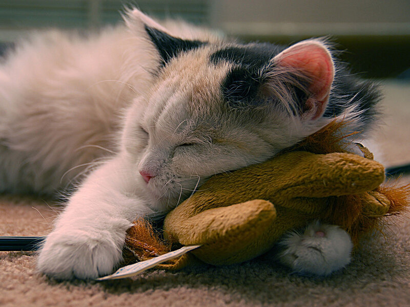 Kitten Sleeping on Toy