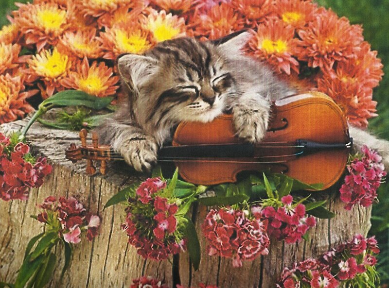 Kitten Sleeping on Violin