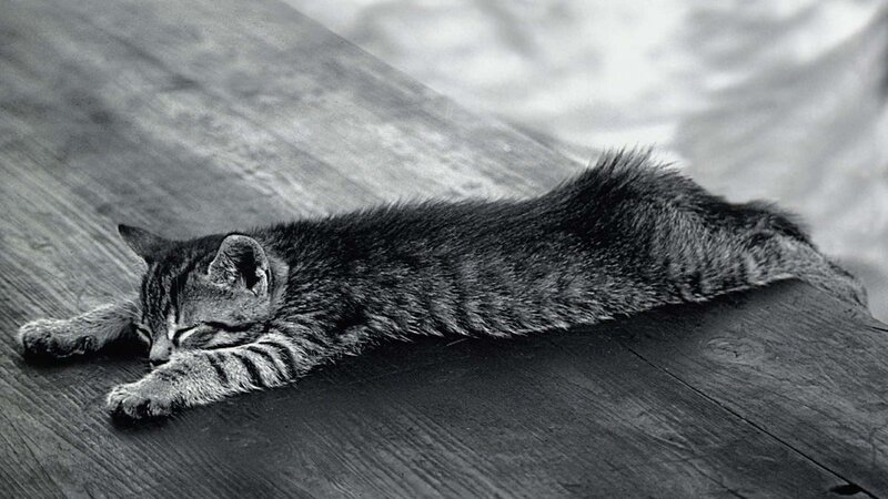 kitten sleeping on wooden floor