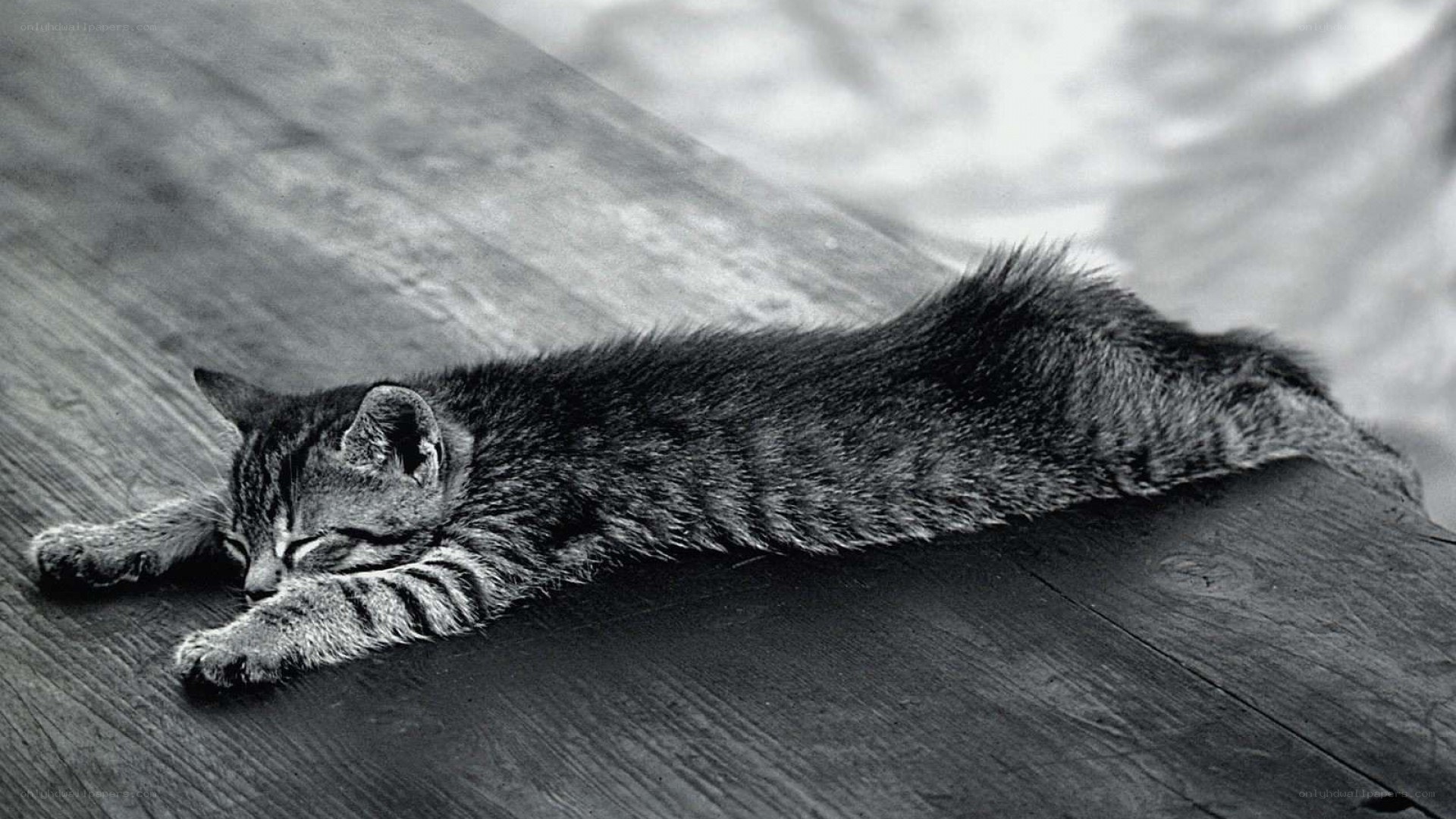 kitten sleeping on wooden floor