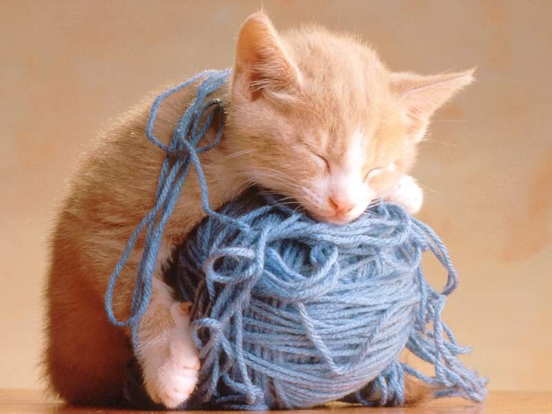 kitten sleeping on yarn
