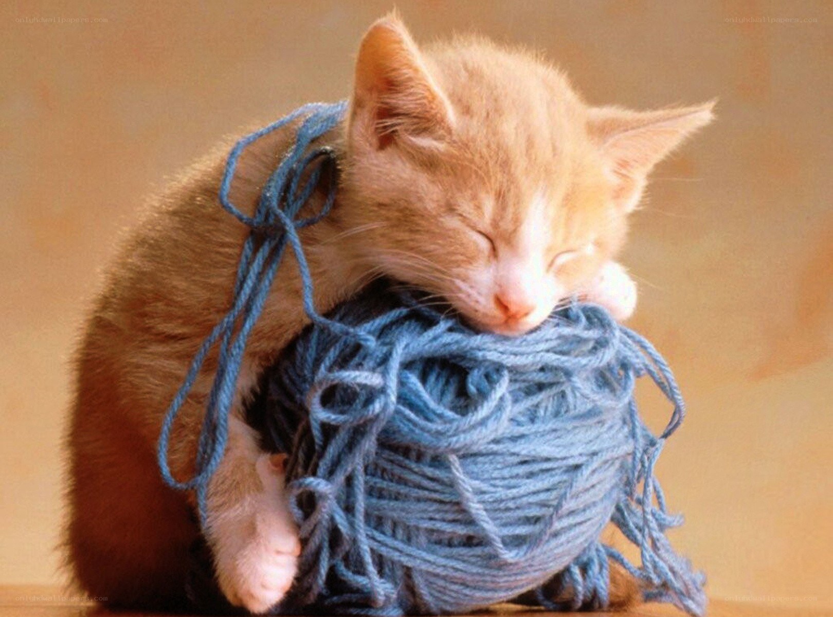 kitten sleeping on yarn